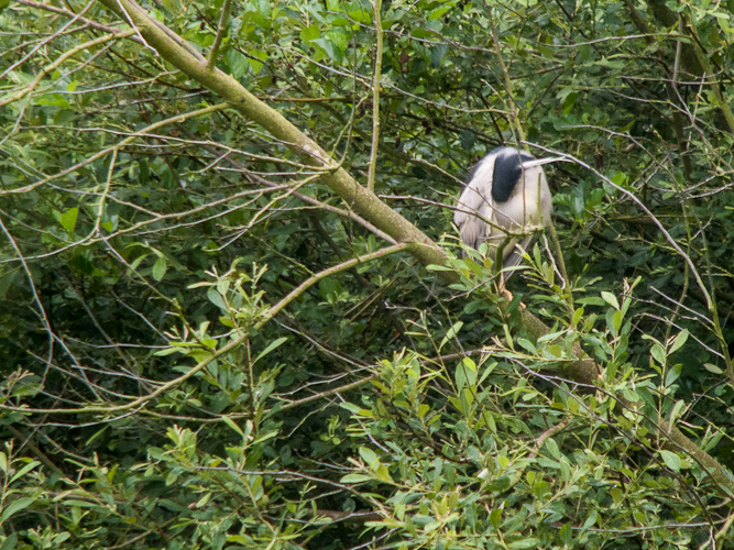 Héron bihoreau dormeur LC